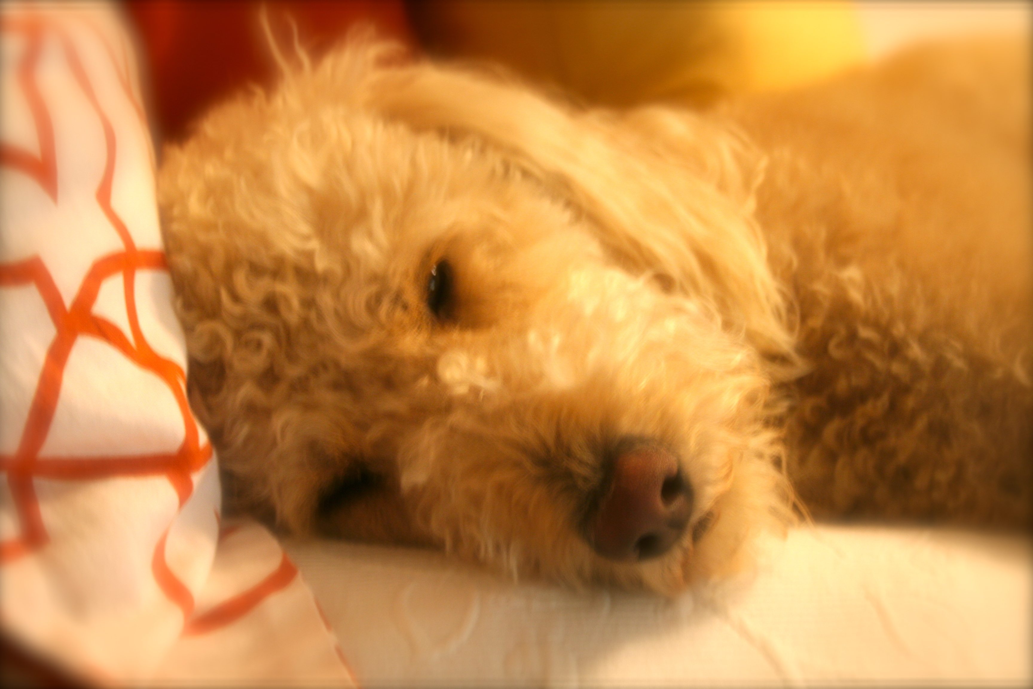 Monday with Murphy:  Advice