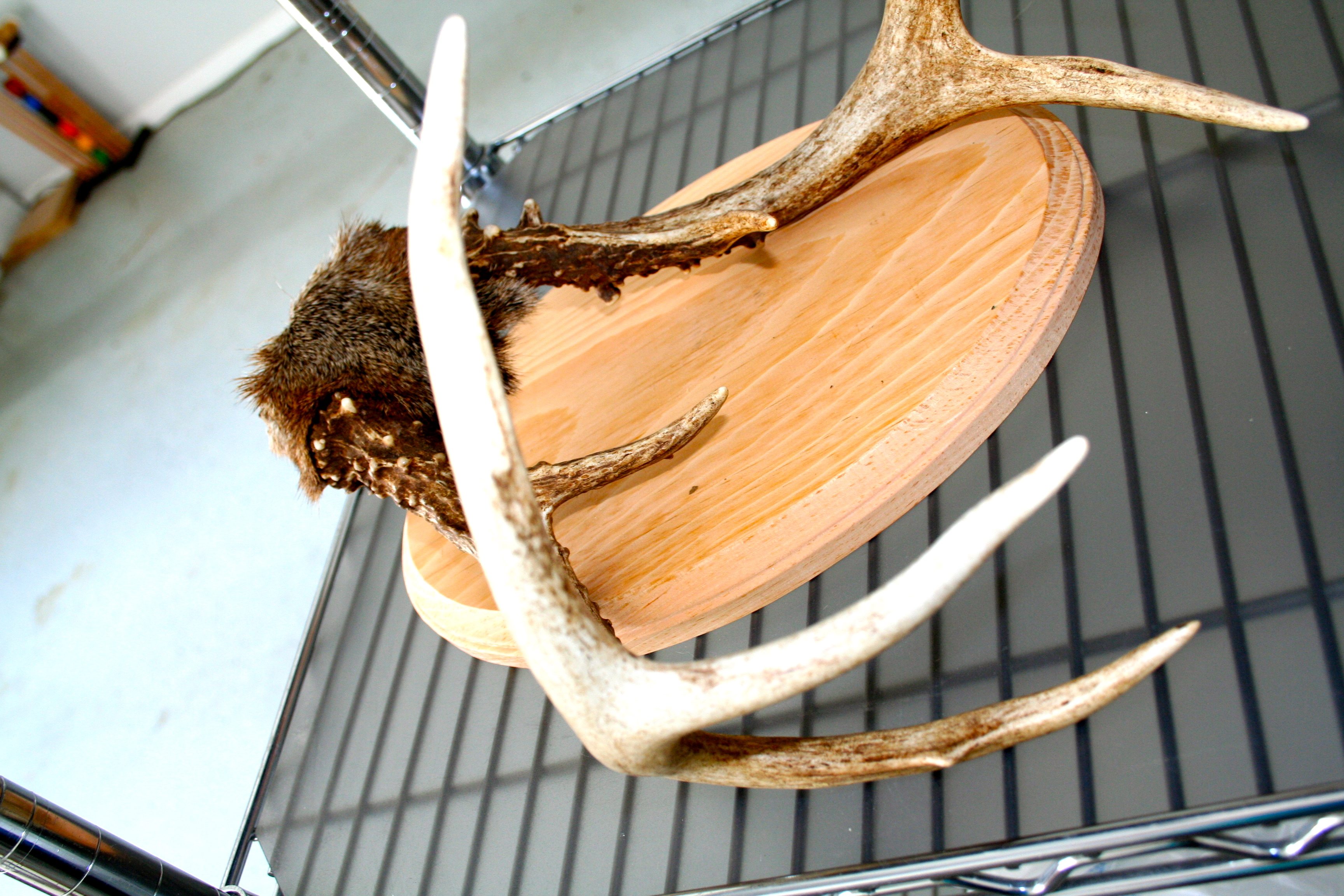 Decorating with Antlers