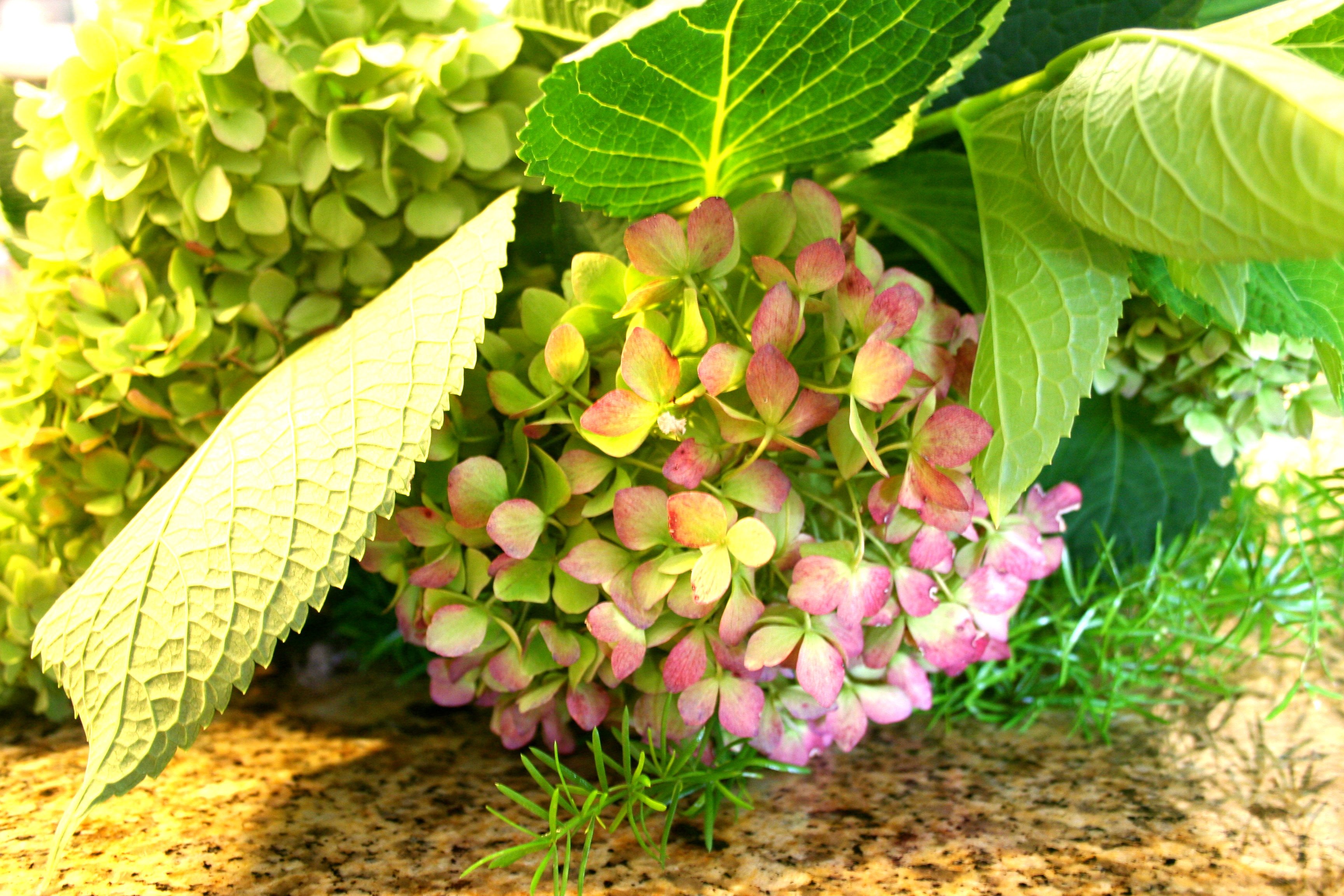 Drying Hydrangeas