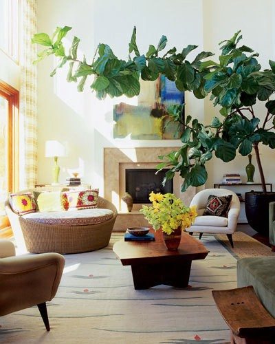 Fiddle Leaf Fig