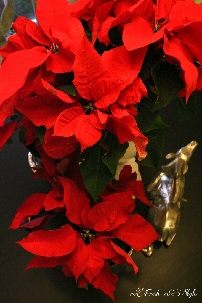 Christmas in the kitchen - budget decorating ideas - poinsettias galore