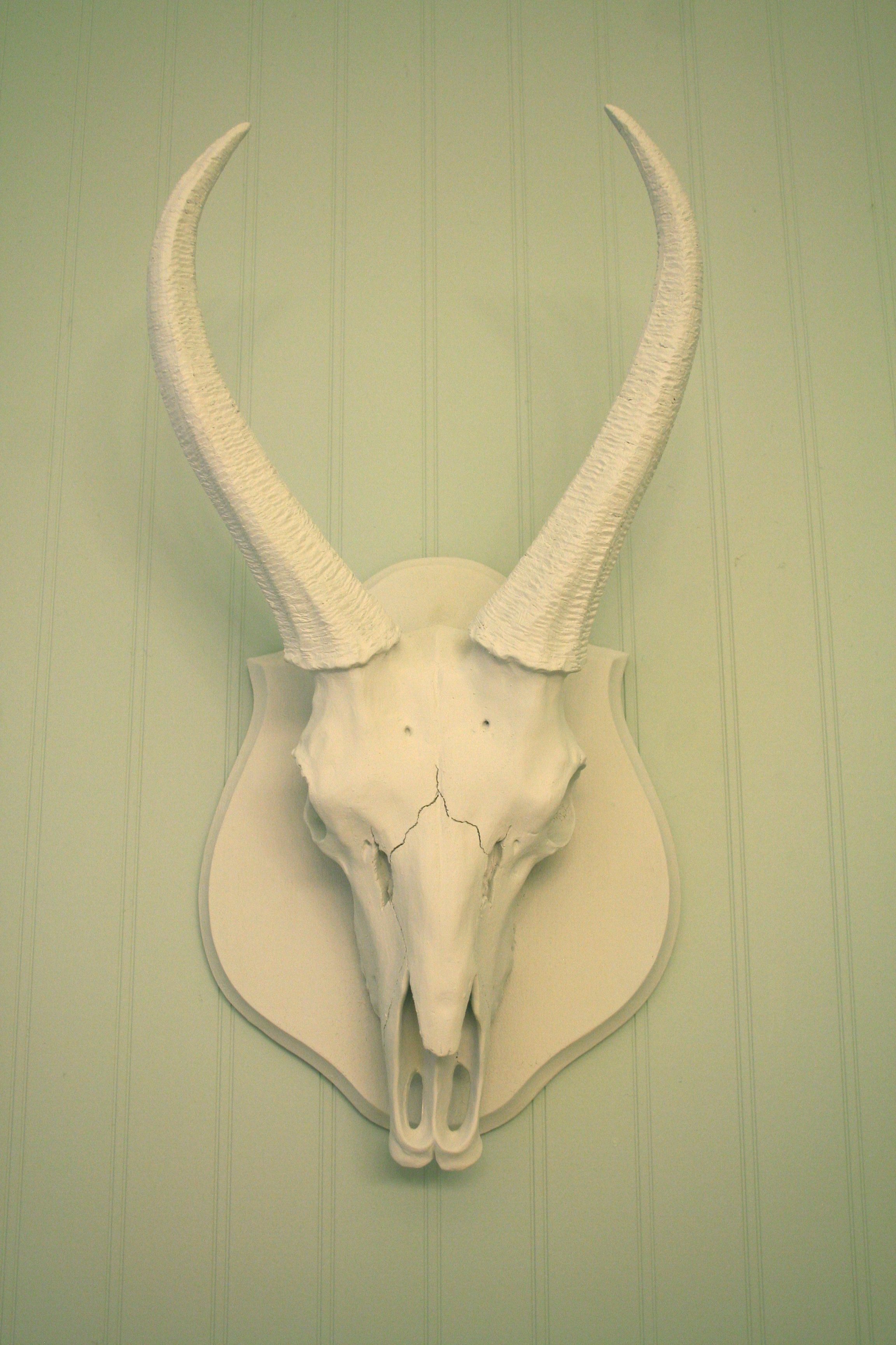 Antelopes