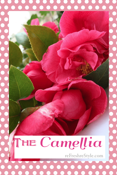 Camellia