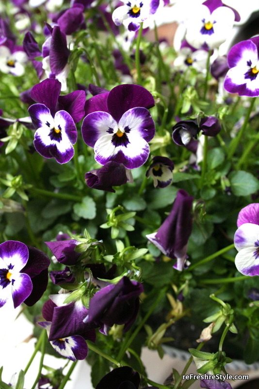 Welcome spring with beautiful pansies