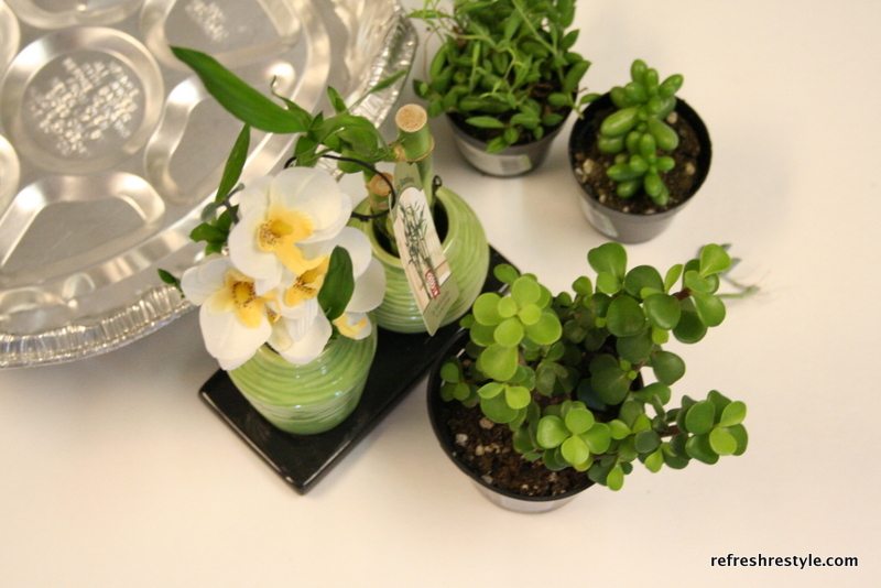 Succulents to use in a mini fairy garden.