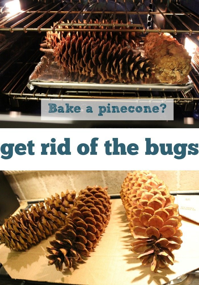 How to Bake Pinecones