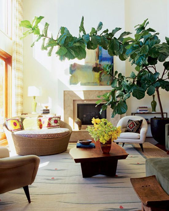 fiddle leaf fig