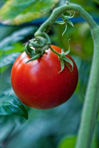 Tomato plant