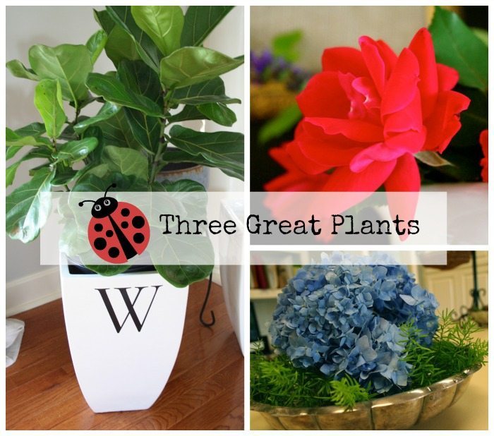 Fiddle Leaf Fig, Knock Out Rose and the Hydrangea