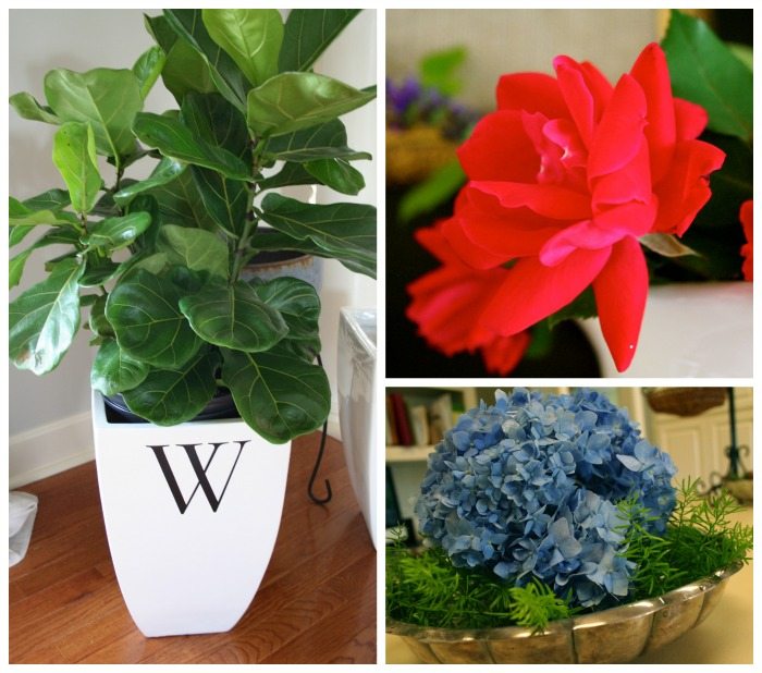 Great Plants - easy to grow Fiddle leaf fig, knockout rose and hydrangea