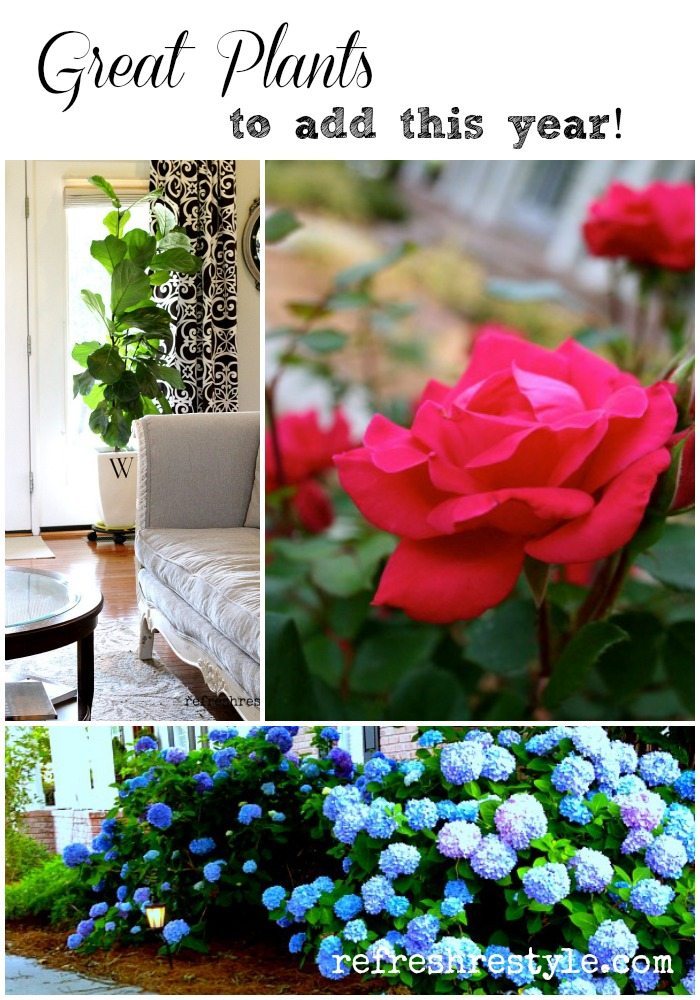 Add three great plants this year!