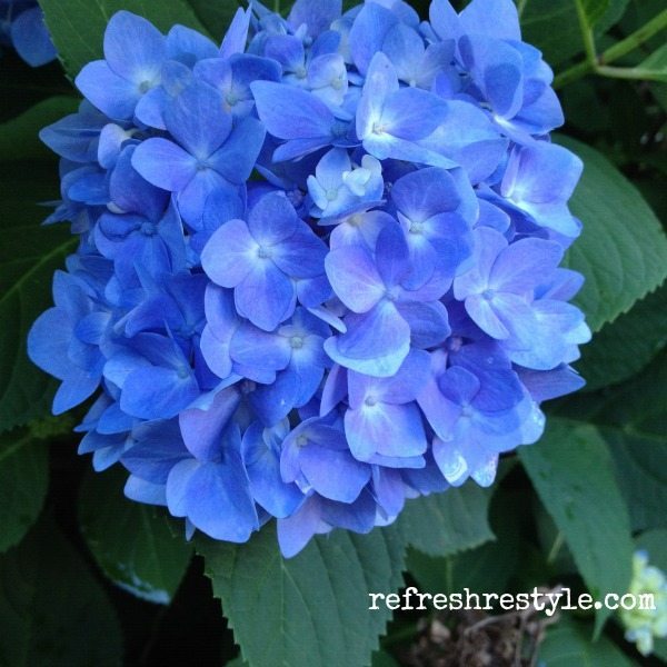 Easy to grow Endless Summer Hydrangea