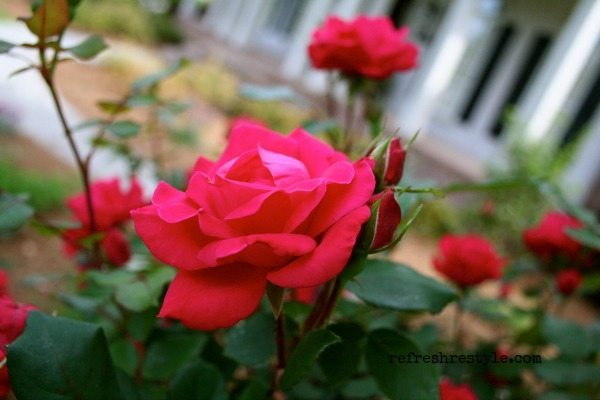 Super easy to grow - knockout rose