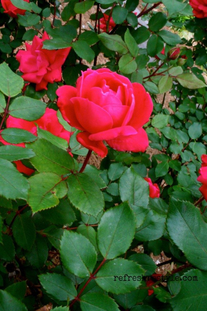 Knockout rose, easy to grow! You can have cuttings everyday!