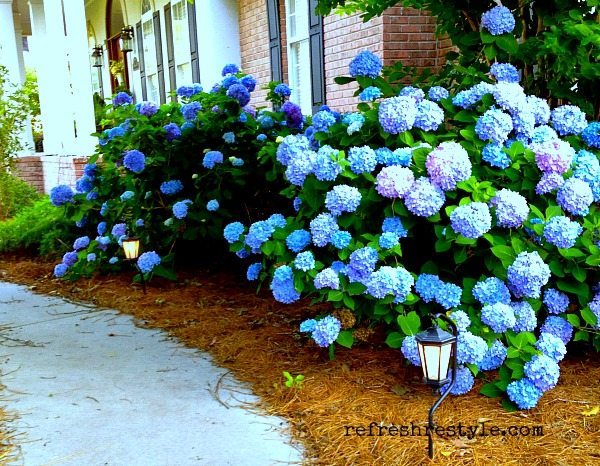 endless summer hydrangea