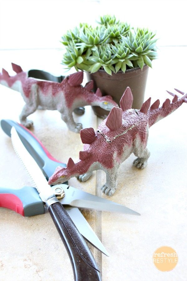 Succulents