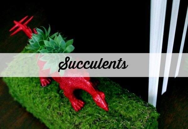 Succulents