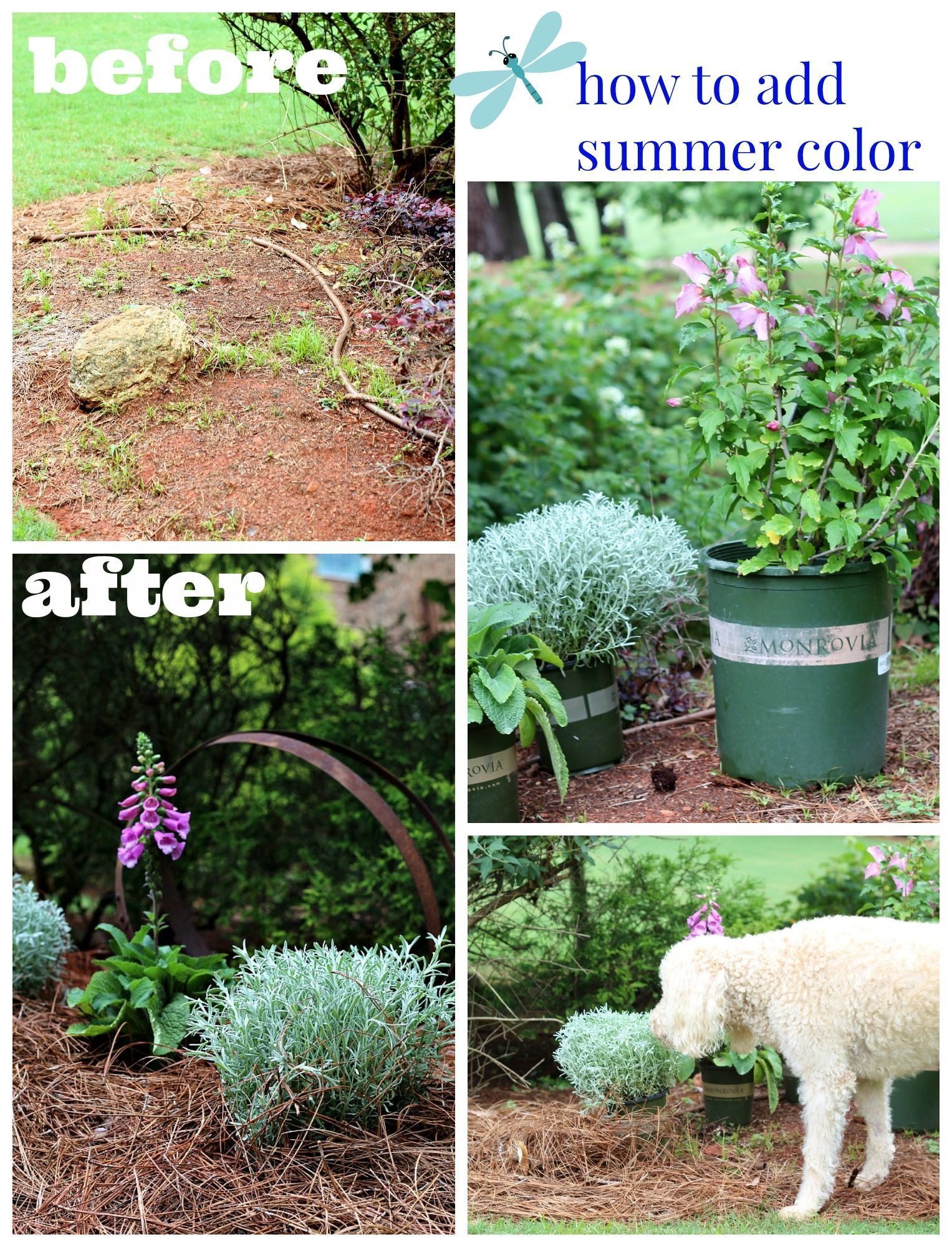 Add Summer Blooming Plants to your Garden