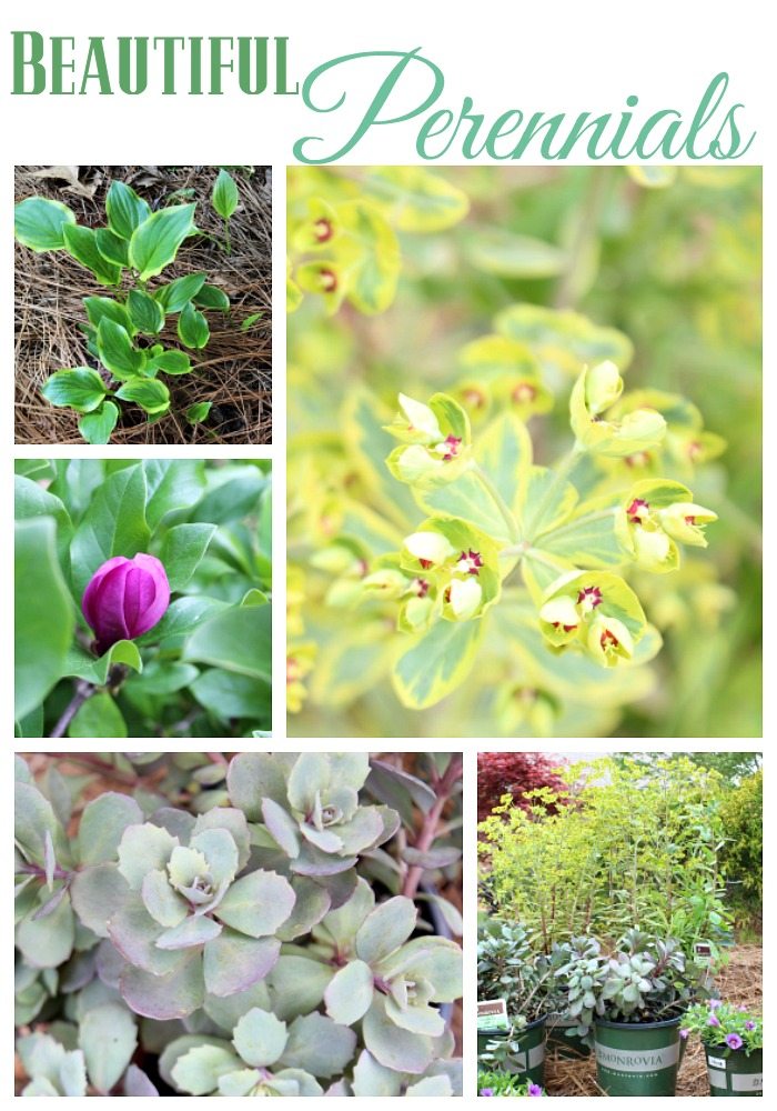 Beautiful Perennials plants that keep giving year after year