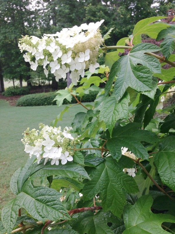 Oakleaf Hydrangea - Top plants to grow for creating an amazing outdoor space at Refresh Restyle