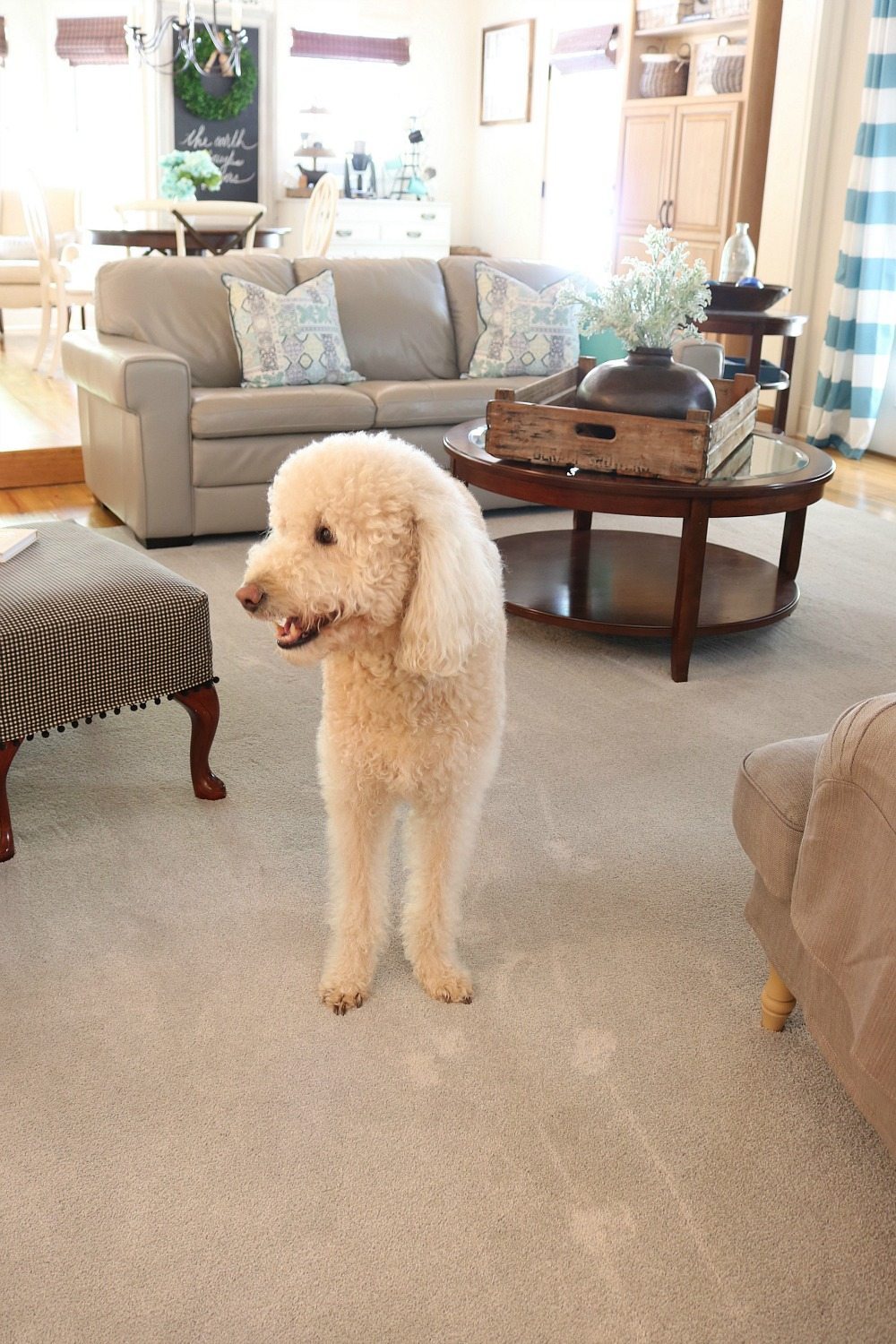 Life Proof Pet proof carpet for the love of pets
