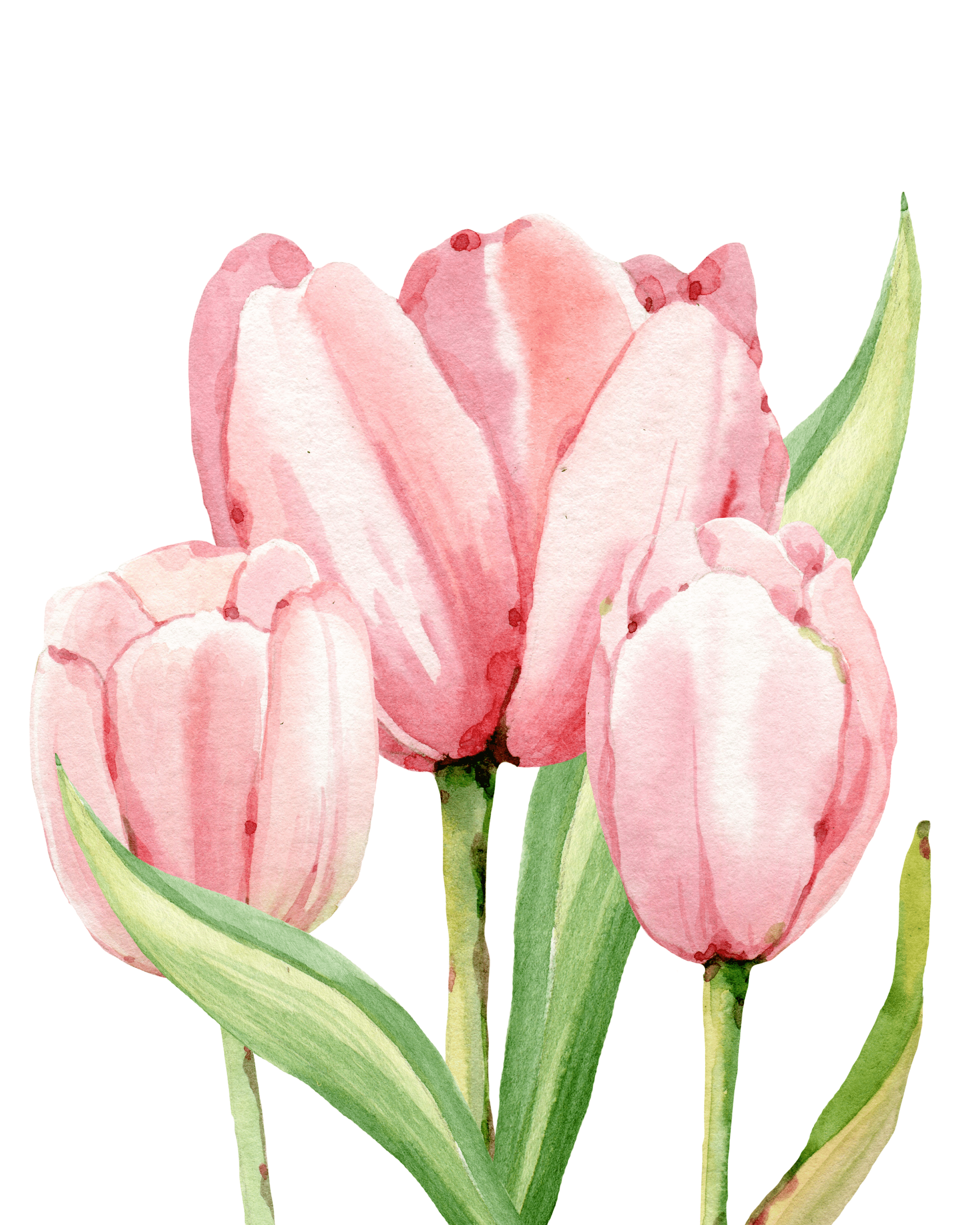 Watercolor Tulips Free Print