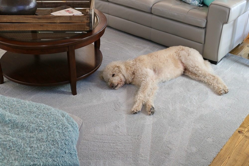 Pet Friendly Carpet Makes Life Easier