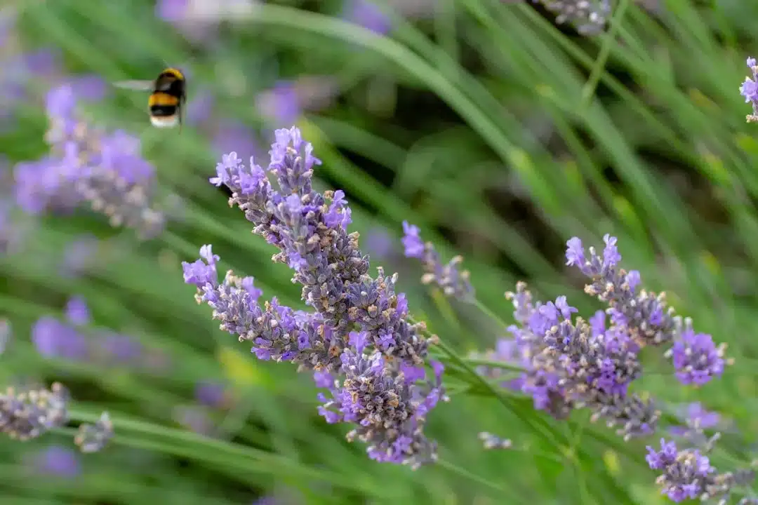 How to Make Heat Packs with Lavender: Cozy DIY Comfort for Your Home
